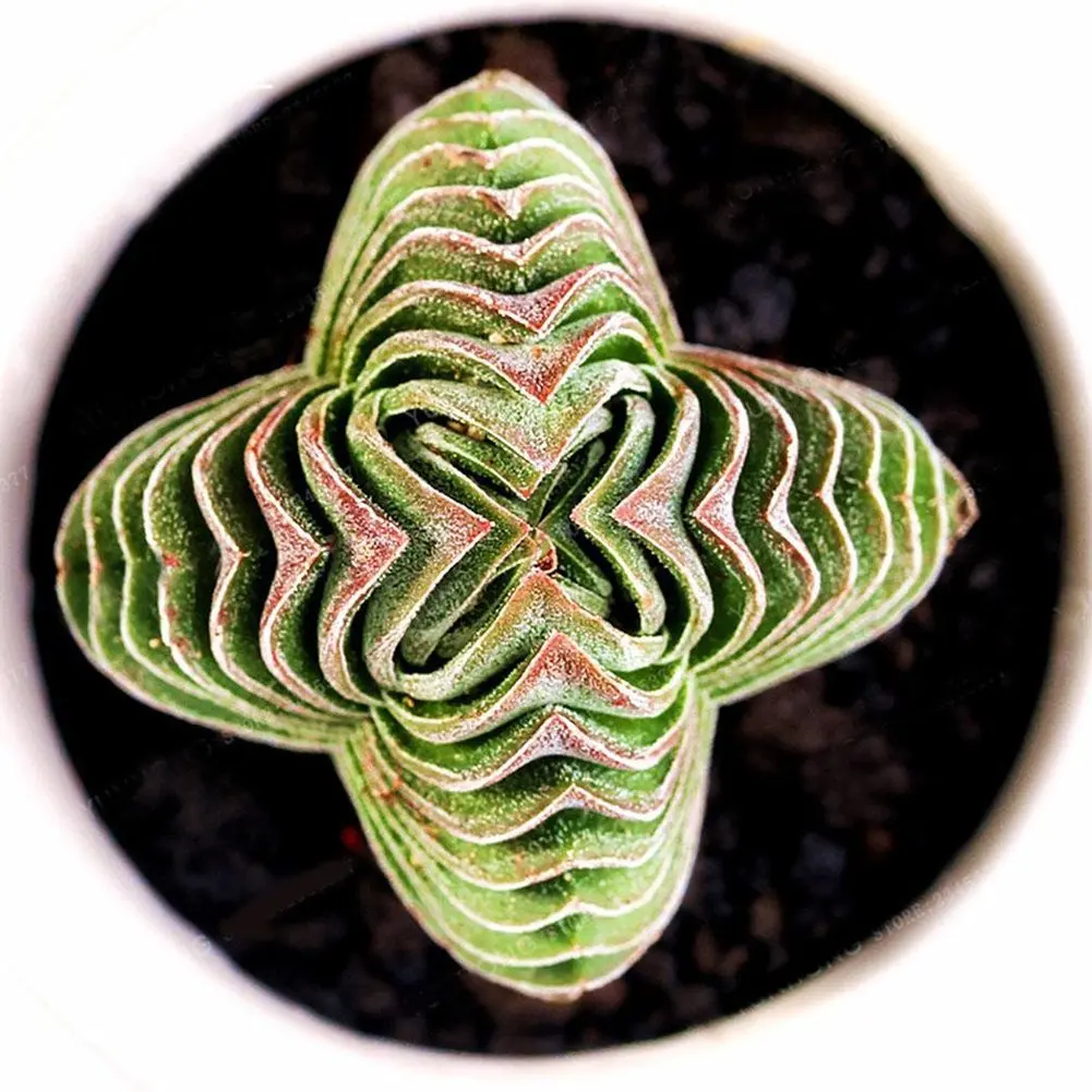

100 Pcs Crassula Buddha's Temple Bonsai Succulent Plants Bonsai Home Office Decor - Green Crassula Buddha's Temple