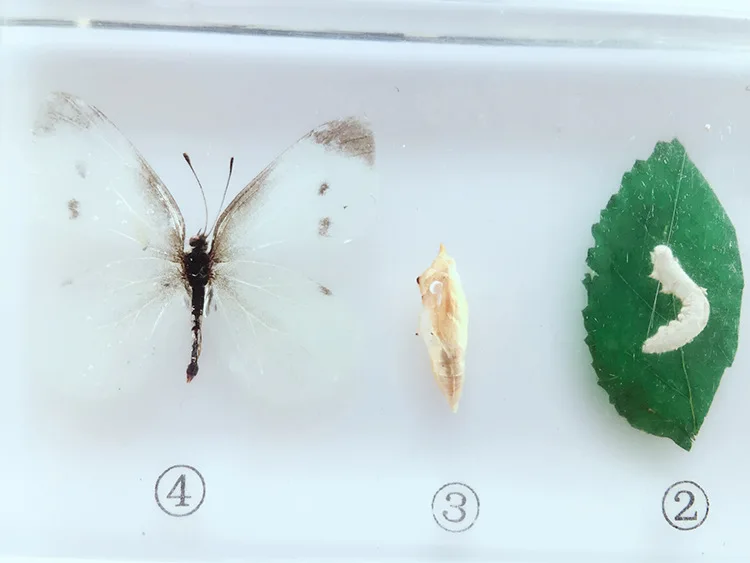 Общая капуста червя процесс развития образец модель настоящая капуста бабочка образец биологическая энтомология учебные средства
