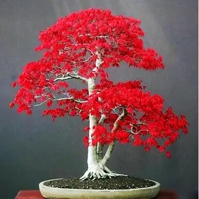 

20PCS Bonsai 100% True U.S.A Red Maple Tree bonsai Very Beautiful Indoor Tree home garden plants decortion
