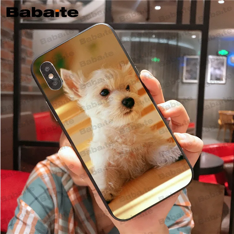 Westie dog