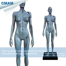 CMAM-PRC50 Desktop Shape Gray Colored PU Material Full Body Female Medical Sculpture Model