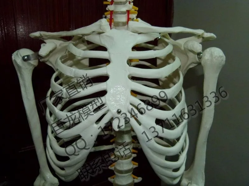 Стандартный 170 см скелет человека высокое качество тело модель большой череп скелет