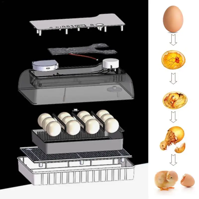 Incubateur automatique numérique 12 œufs, couveuse grande capacité, pratique pour volailles et cailles jetables, usage domestique