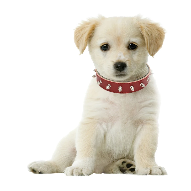 2 dog accessories 