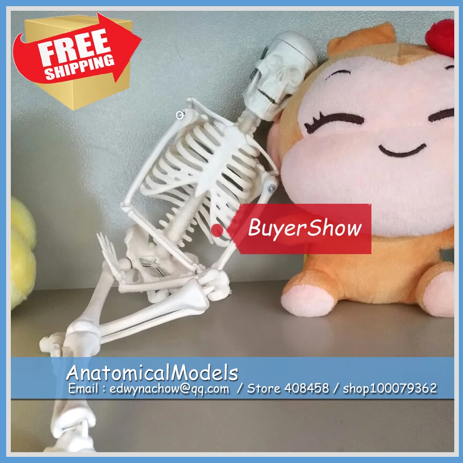 ED-SKELETON12-T1 Simple Study Mini 45cm Human Skeleton Model, Medical Science Educational Teaching Anatomical Models ED-SKELETON12-T1 Simple Study Mini 45cm Human Skeleton Model, Medical Science Educational Teaching Anatomical Models