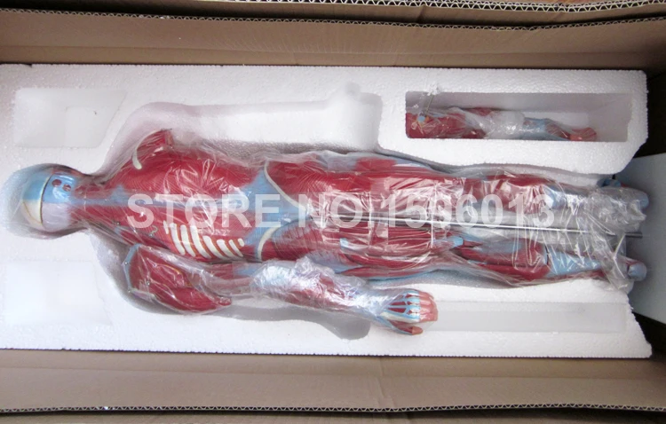 334 muscle model (4)