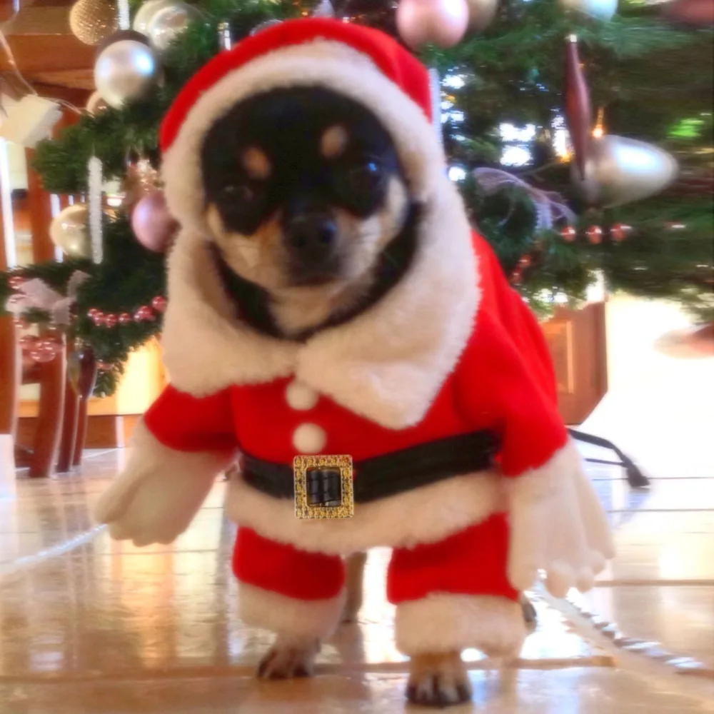 mrs claus dog outfit