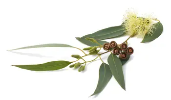 

Eucalyptus Essential Oil 100% Pure Natural PREMIUM Therapeutic Grade Oils 15ml Free Shipping