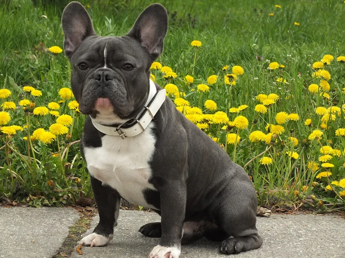 dog-736511_1280