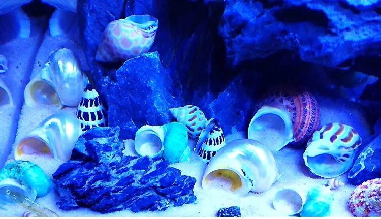 Новая ваза винт ткачество раковины натуральный раковины аквариум украшения Средиземноморский Декор креативный микро-пейзаж образцы