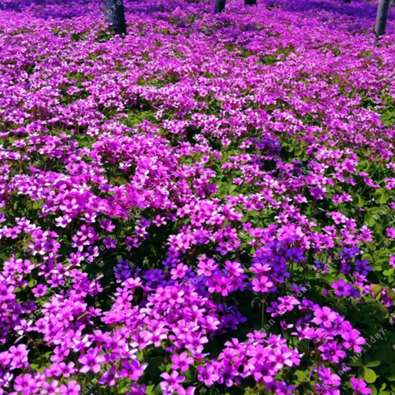 

ZLKING 50 Pcs Rare Oxalis Versicolor Beautiful Natural Flower Balcony Outdoor DIY Bonsai Exotic Flowering Plants