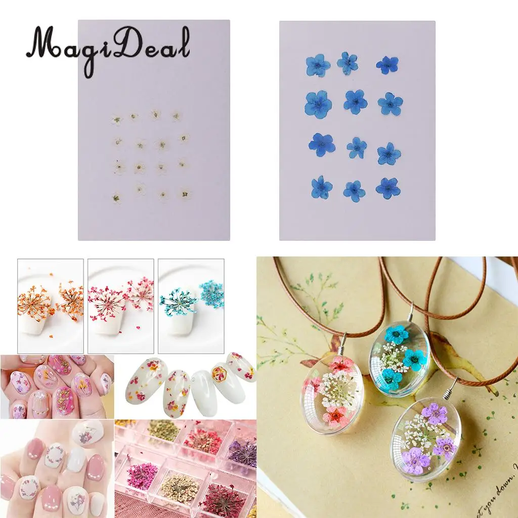 

12 Pieces Forget-Me-Not Real Dried Flower Embellishment for Resin Casting Phone Case Nail Art Decoration Blue White