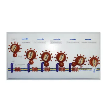 

Demonstration model of HIV entry into human cells Cell submicroscopic structure model