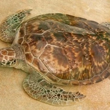 St Vincent  Grenadines Old Hegg Turtle Sanctuary Poster Print by Michael DeFreitas (36 x 24)