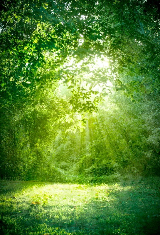 Laeacco Green Backgrounds Jungle Forest Green Sunshine ...