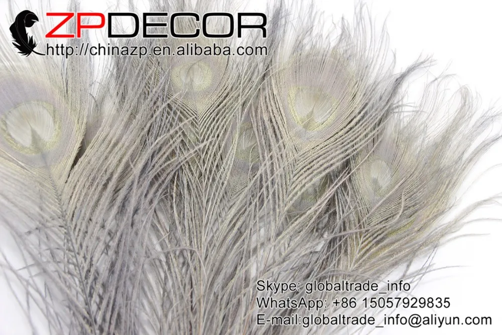 6 Grey Peacock Tail Feather (152)