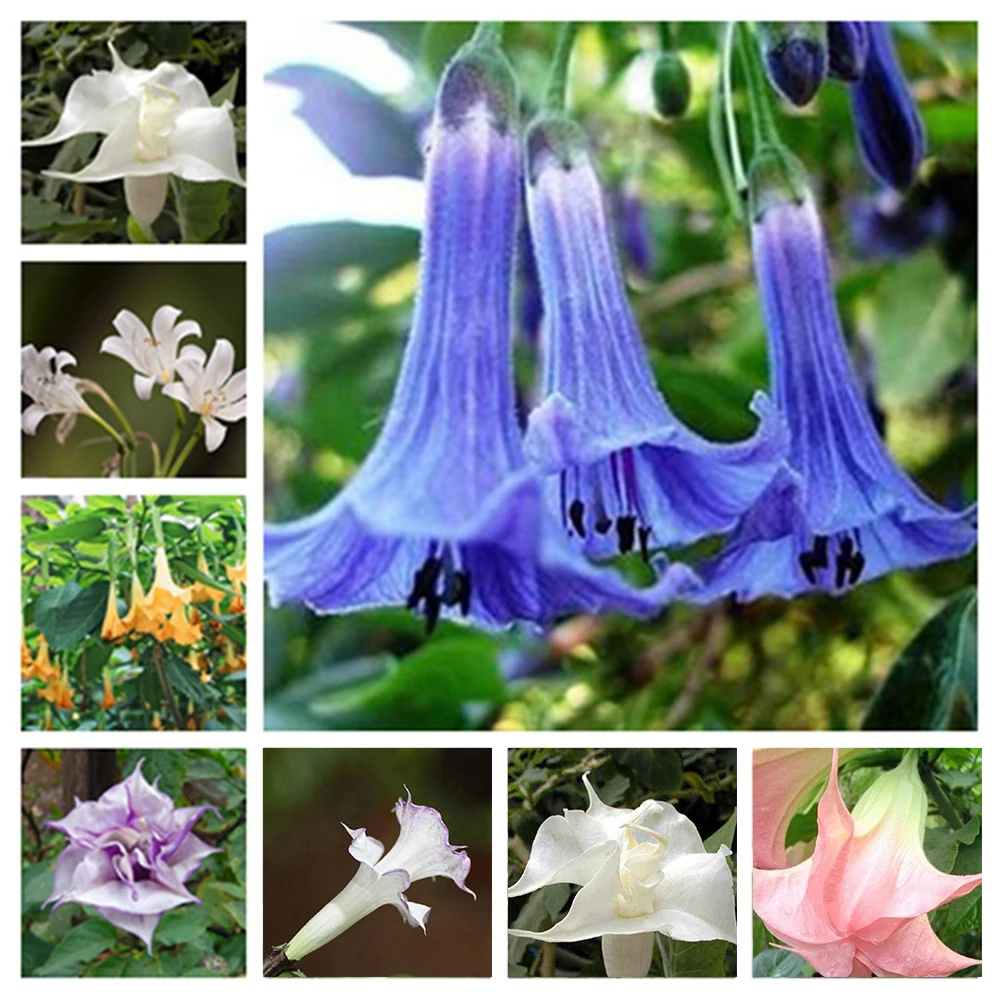 

100pcs Mixed Multicolor Datura Bonsai Seedsplants Flowers Cultivation Potted Planting Scenery Garden Decoration Bonsai Plants