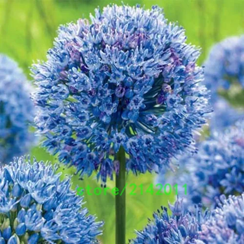 100pcs/bag allium giganteum,allium flower,beautiful flower