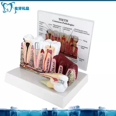 

dental anatomical model free shopping