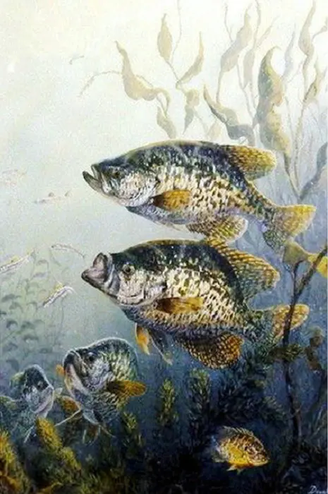 5D-Diy-diamond-painting-scenery-fish-icon-picture-Rhinestone-Mosaic-embroidery-cross-stitch-handmade-needlework-Home украшения | Дом и