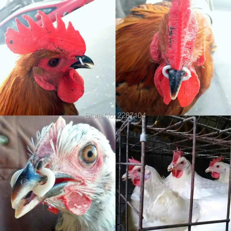 Chicken Beak Ring Set 50Pcs Anti-Pecking Plastic Color Random Chicken Beak Ring for Improving Survival Rate Big