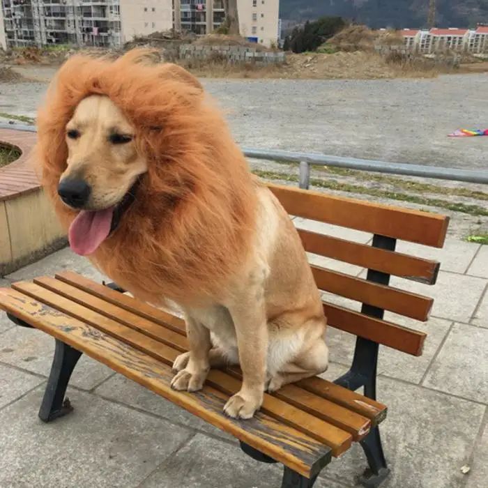 lion mane wig with tail costume adjustable lion hair dog clothes cozy fabric material lion mane wig for your pet is made out of fur and polyester blends perfectly lion