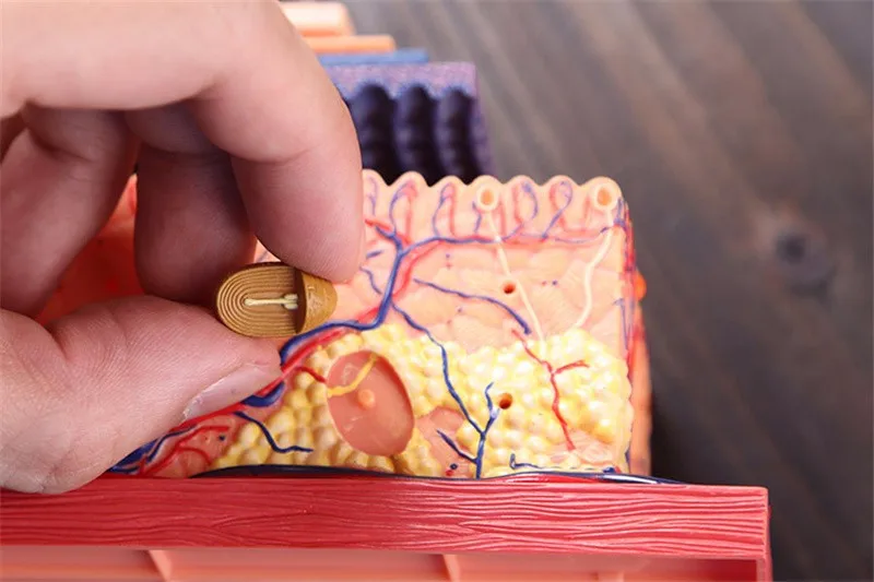 Модель ECRODA из кожи человека и волос человеческих органов сборка скелет человека, анатомический Модель Дети Обучающие игрушки