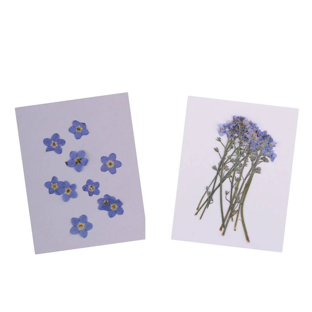 20x Forget-me-not Natural Dried Flower Pressed Dried Flowers DIY Phone Case Scrapbooking Art Craft