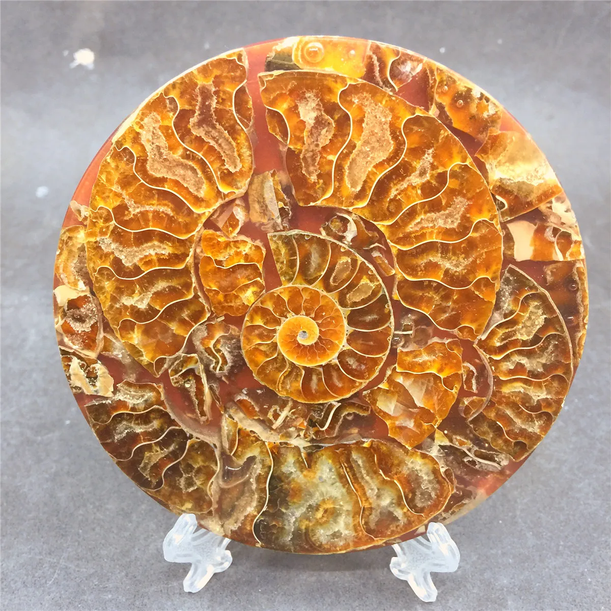 1 шт. натуральный snail shell fossil Jurassic fossil disc полуоткрытый nautilus Мадагаскар аммонит окаменелость+ оболочка кронштейн