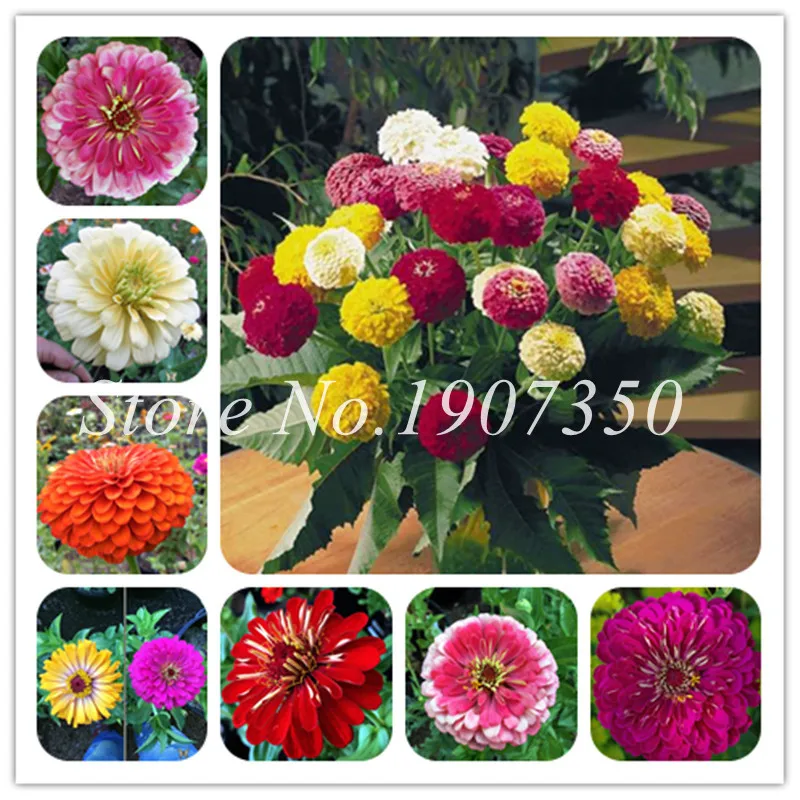 

100 Pcs Long Flowering Period Bonsai Zinnias Elegans Widely Cultivated Common Bai Ri Cao Light Up Your Personal Garden