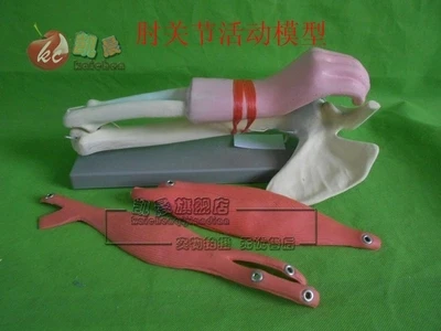 

free shipping Elbow motion model Biological equipment teaching apparatus