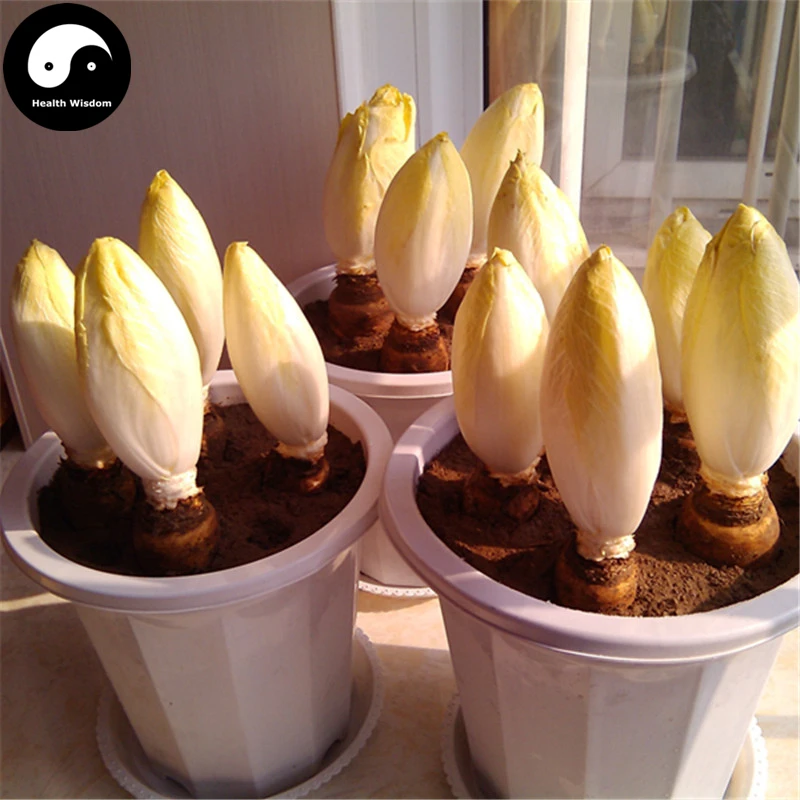 

Buy Yellow Chicory Vegetables Semente 300pcs Plant Cichorium Intybus Vegetable