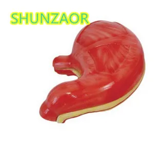 

Human Digestive System Model Stomach Anatomical Model Shows Moderate Inflated State Medical Anatomical Model Learning Resources