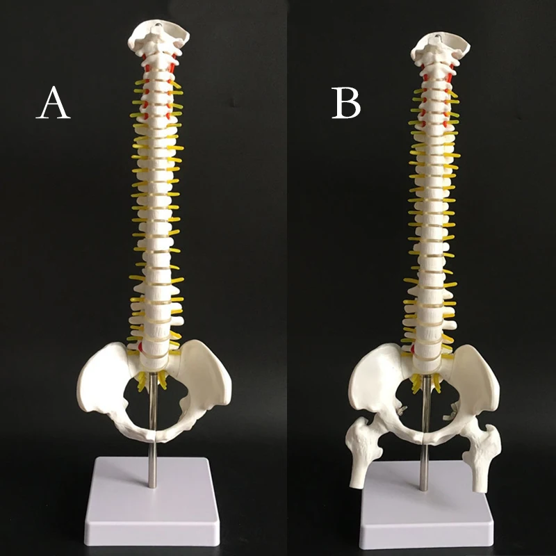 45 см человеческий позвоночник с Тазовая модель анатомическая Анатомия человека позвоночника медицинская модель AB Стиль школы Медицинские Учебные принадлежности