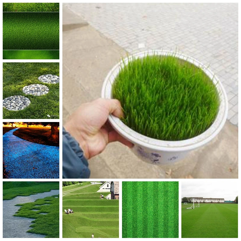 1000 Pcs Japanese Forest Grass lawn, Perennial Evergreen Lawn Bonsai plant Beautiful Garden Ornamental Potted Plant Easy to Grow 1000 Pcs Japanese Forest Grass lawn, Perennial Evergreen Lawn Bonsai plant Beautiful Garden Ornamental Potted Plant Easy to Grow