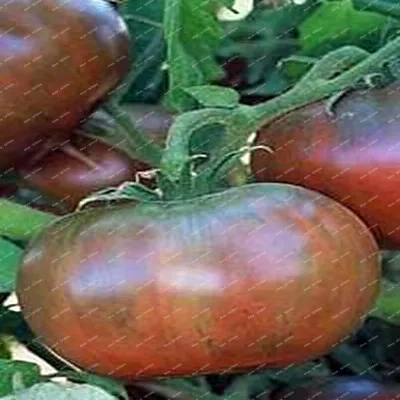 Лидер продаж времени! 100 шт./пакет, 20 видов помидоры садовые смешанных различных цветовых ароматы для фруктов и овощей, карликовые деревья томата - Цвет: Темно-серый