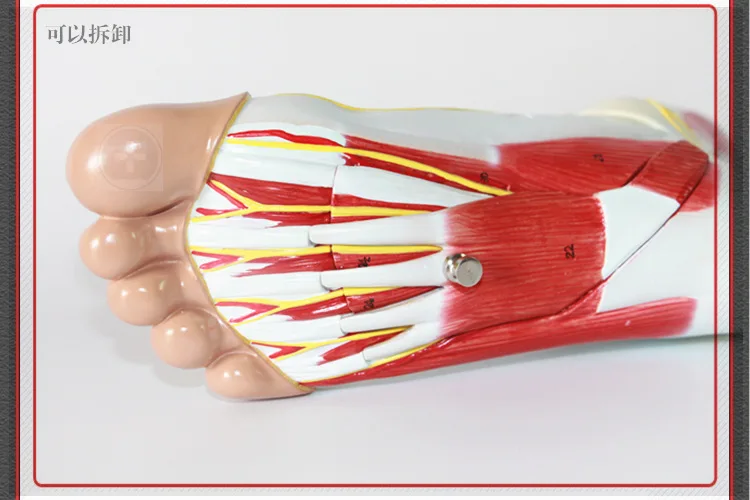 3 части 1:1 Размер жизни человеческие ноги суставы мышцы Связки плантар анатомическая модель хирургическая ножная мышца нейроваскулярная модель