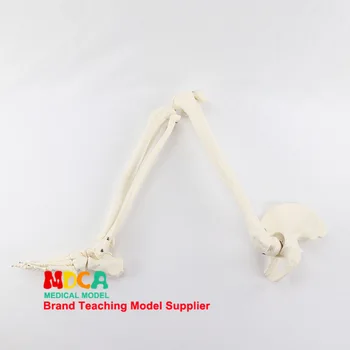 

Sole Foot joint model Tibia and fibula Femoral pelvis Human skeleton model Medical teaching equipment Biology Anatomical model