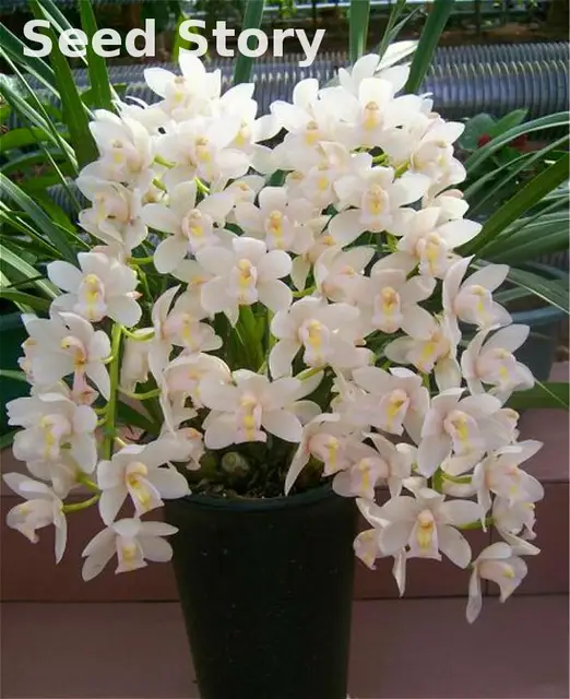 Online Shop 100 Pcs Chinese Cymbidium Orchid Flower Seeds Indoor ... Online Shop 100 Pcs Chinese Cymbidium Orchid Flower Seeds Indoor ...