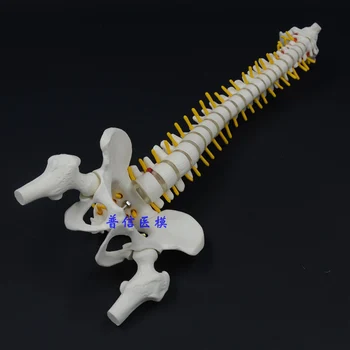 

Human Skeleton Model 45cm Sitting Posture Model for Medical Rehabilitation Training, Spine Model, Human Spine Model Teaching