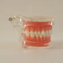1pc Removable Teeth Model for dental training 28pcs teeth soft gum Adult Typodont education teeth Model for Dentist