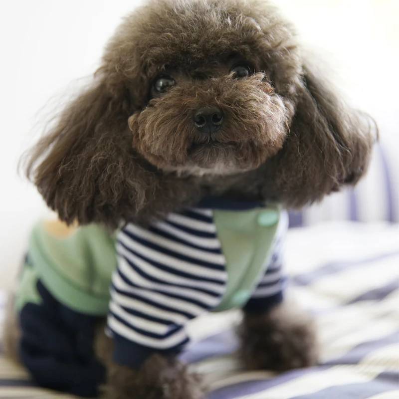 Petcircle Новое поступление одежда для собак кошек зимние пальто с медведем чихуахуа