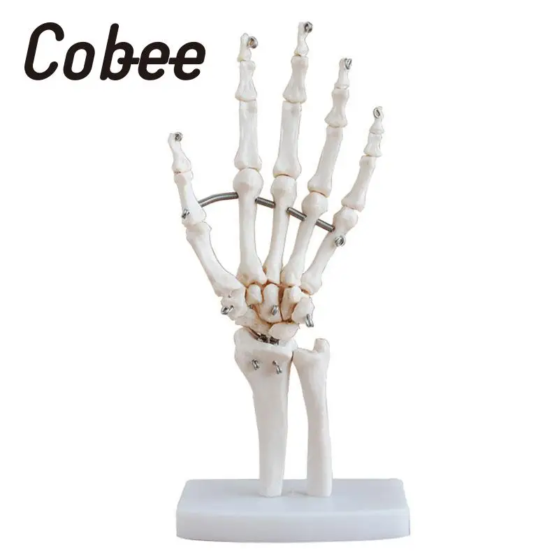 

Human Hand Joint Anatomical Skeleton Model Medical Science Health Anatomy Life Retail Poster Medical Learn Aid Anatomy