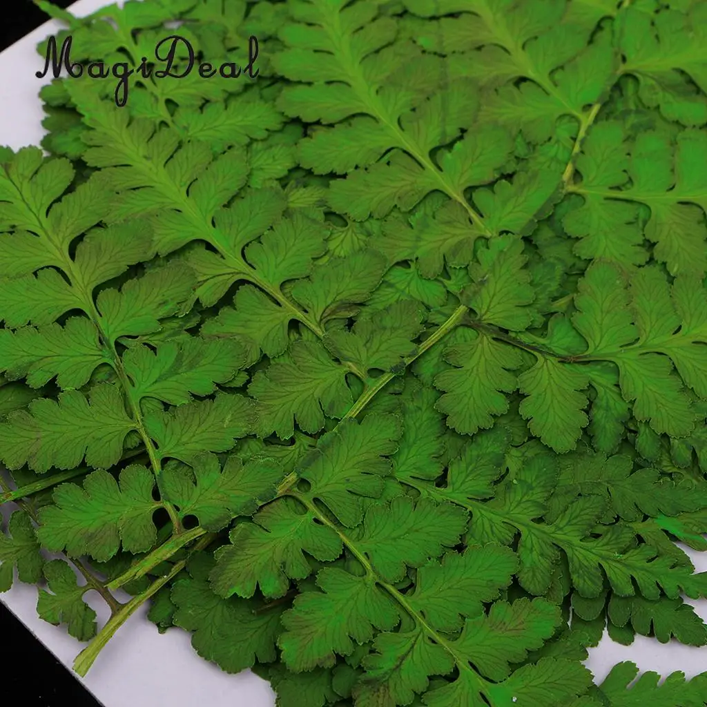 12pcs Natural Press Woodsia Leaves Pressed Real Dried Flower Dry Leaves for DIY Art Crafts Bookmark Scrapbooking Card Making
