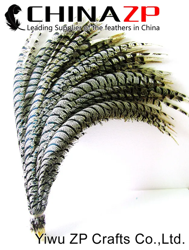 Natural ZEBRA Lady Amherst Pheasant Tail Feathers (2)