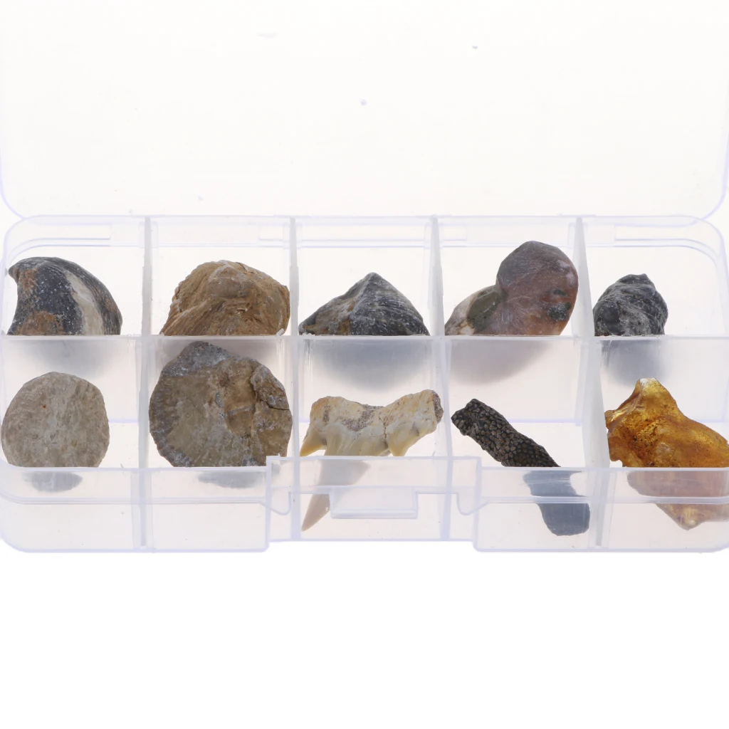 10pcs/set Natural Fossils Specimens Biology Science Kit with a Display Box, Kids Learning Toy Christmas Gift
