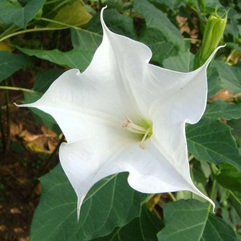 Hot White Datura Seed Balcony Plant Flowers Potted Bonsai Hot White Datura Seed Balcony Plant Flowers Potted Bonsai Seeds Garden Herbs Mandala Flower 100pcs Free Shipping In From Home On