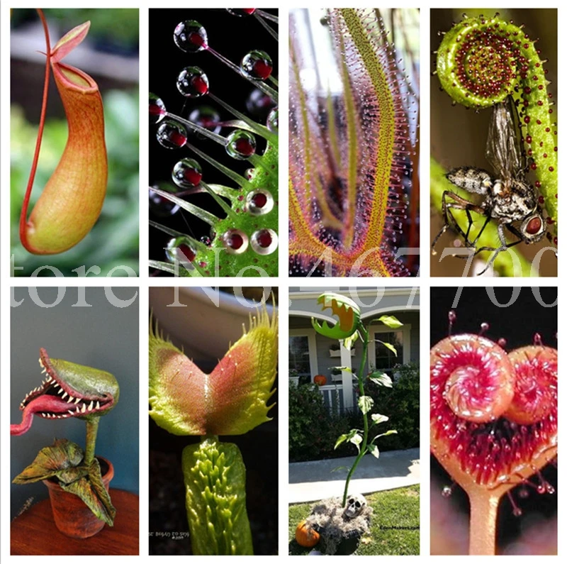 

200 Pcs Potted Insectivorous Plant Bonsai Dionaea Muscipula Giant Clip Venus Flytrap Pot Carnivorous Plant Radiation Absorption