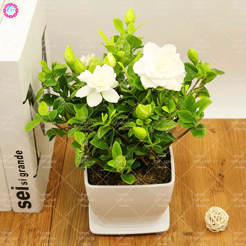 

2pcs Real Gardenia bulb (Cape Jasmine) Bonsai Flower Bulbs Open Pollinate Smell Fragrant Balcony Plant pot For Home Garden
