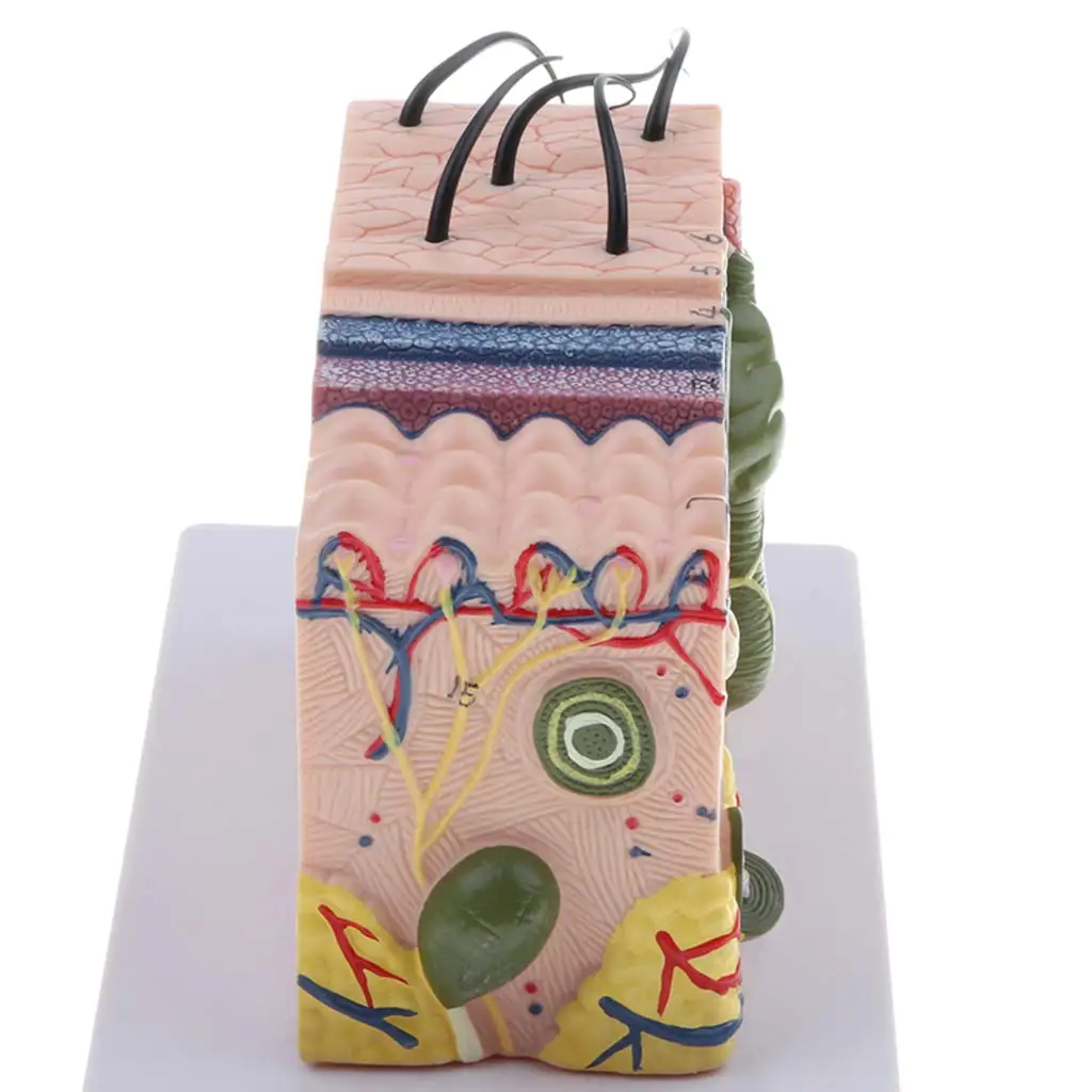  35X Magnified 3D Human Skin Texture Model Structure Anatomical Model for School Teaching Tool Learn - 32973549477